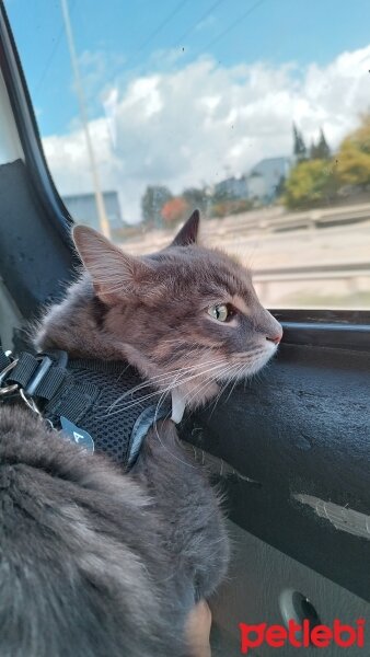 Norwegian Forest, Kedi  Kira fotoğrafı