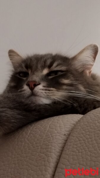 Norwegian Forest, Kedi  Kira fotoğrafı