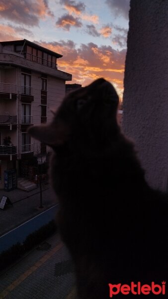 Norwegian Forest, Kedi  Kira fotoğrafı