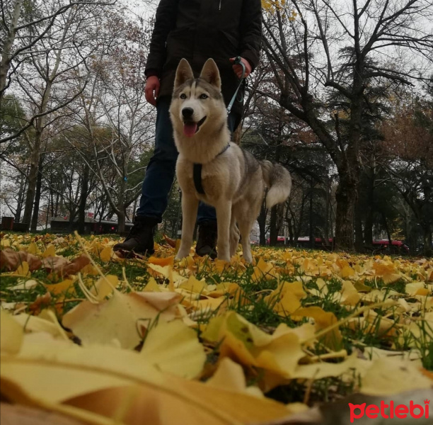Sibirya Kurdu (Husky), Köpek  Diana fotoğrafı