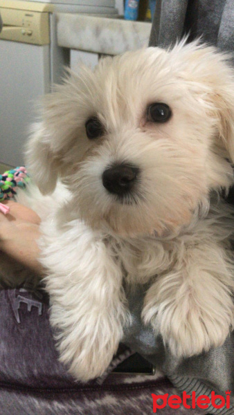 Maltese, Köpek  Tommy fotoğrafı