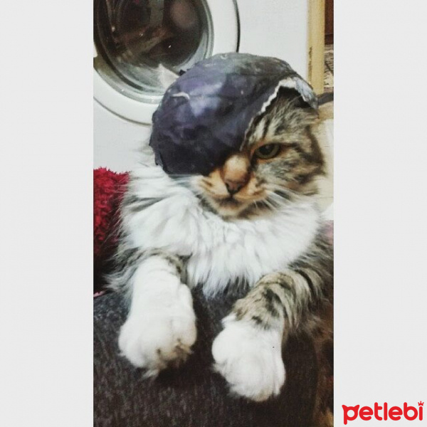 Tekir Kedi, Kedi  Yaramaz (Zilli) fotoğrafı