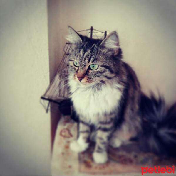 Tekir Kedi, Kedi  Yaramaz (Zilli) fotoğrafı