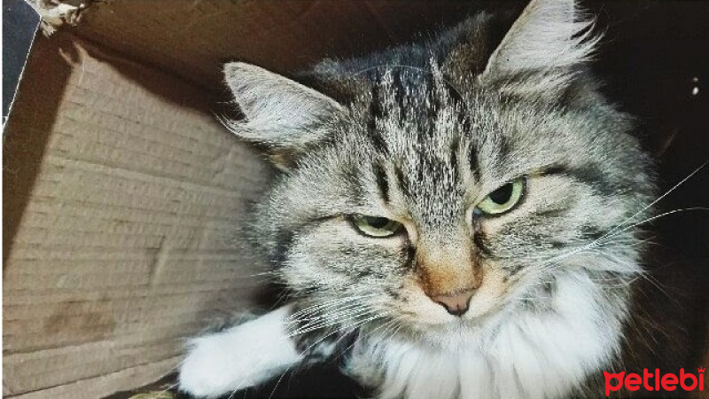 Tekir Kedi, Kedi  Yaramaz (Zilli) fotoğrafı