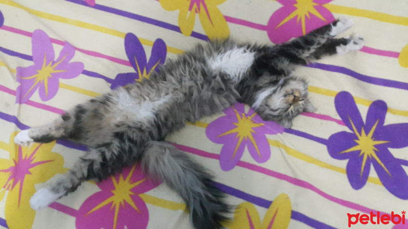 Tekir Kedi, Kedi  Yaramaz (Zilli) fotoğrafı