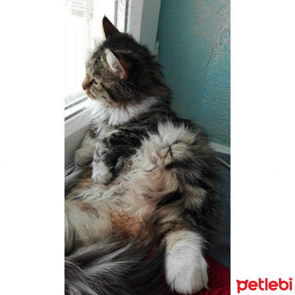 Tekir Kedi, Kedi  Yaramaz (Zilli) fotoğrafı