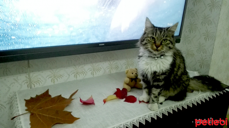 Tekir Kedi, Kedi  Yaramaz (Zilli) fotoğrafı