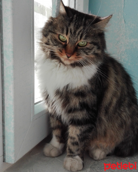Tekir Kedi, Kedi  Yaramaz (Zilli) fotoğrafı