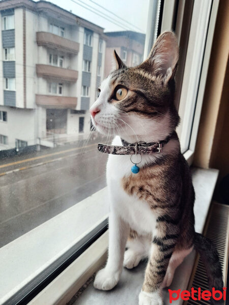 Tekir Kedi, Kedi  ALİŞ fotoğrafı