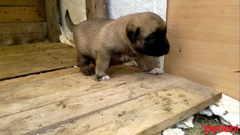 Aksaray Malaklısı, Köpek  BOZO fotoğrafı