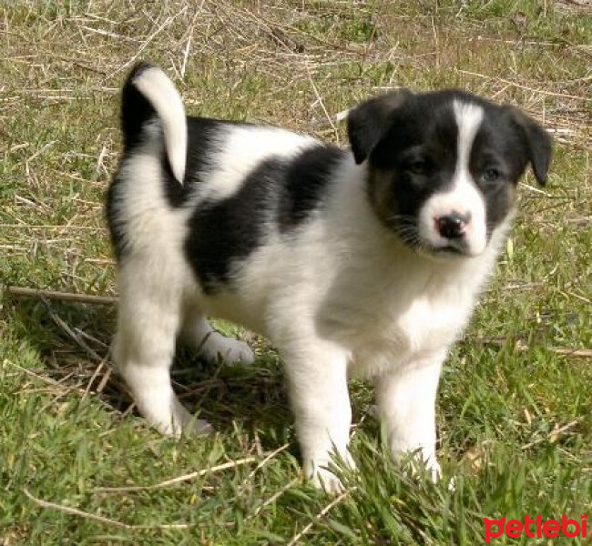 Sokö (Sokak Köpeği), Köpek  BONCUK fotoğrafı