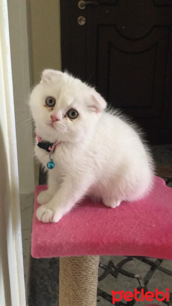 Scottish Fold, Kedi  Miya fotoğrafı