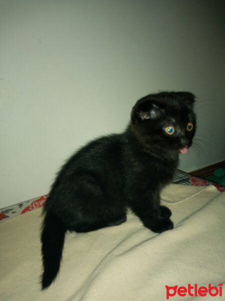 Scottish Fold, Kedi  Dilli fotoğrafı