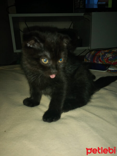 Scottish Fold, Kedi  Dilli fotoğrafı