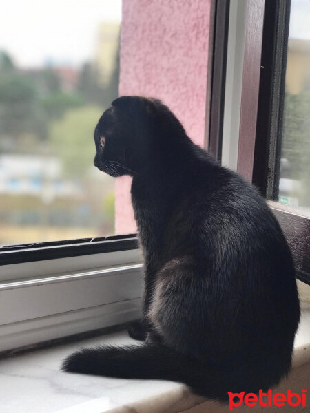 Scottish Fold, Kedi  Dilli fotoğrafı