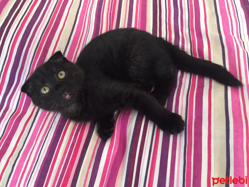 Scottish Fold, Kedi  Dilli fotoğrafı