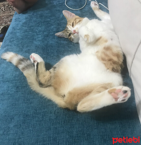 Tekir Kedi, Kedi  Balkız fotoğrafı