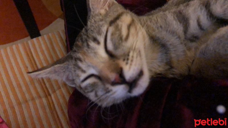 Tekir Kedi, Kedi  Miya fotoğrafı