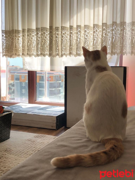 Tekir Kedi, Kedi  AKU fotoğrafı