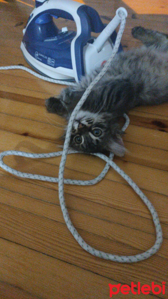 Maine Coon, Kedi  Cio fotoğrafı