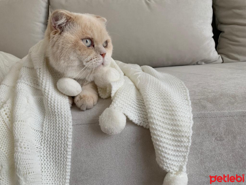 Scottish Fold, Kedi  behlül fotoğrafı