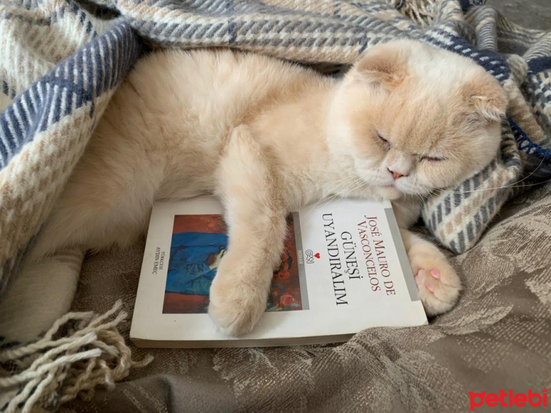 Scottish Fold, Kedi  behlül fotoğrafı