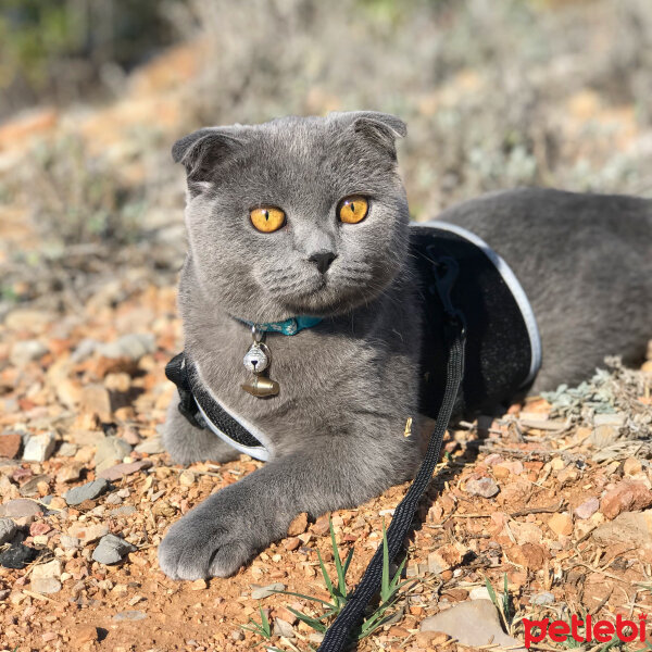 Scottish Fold, Kedi  Zengin fotoğrafı