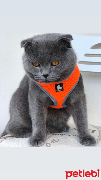 Scottish Fold, Kedi  Zengin fotoğrafı