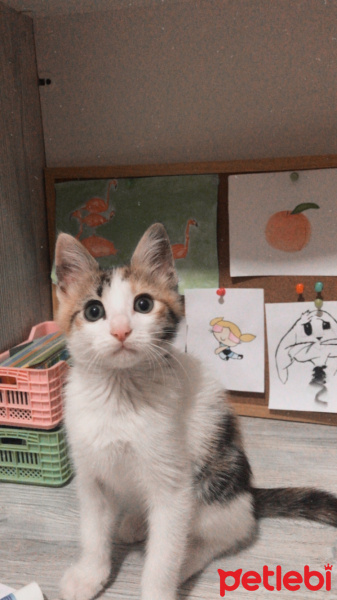 Tekir Kedi, Kedi  Şeftali fotoğrafı