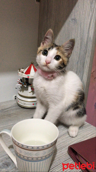 Tekir Kedi, Kedi  Şeftali fotoğrafı