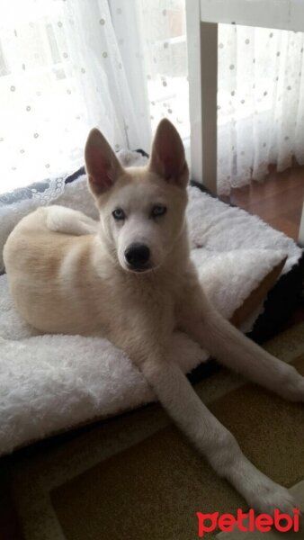 Sibirya Kurdu (Husky), Köpek  Zeus fotoğrafı