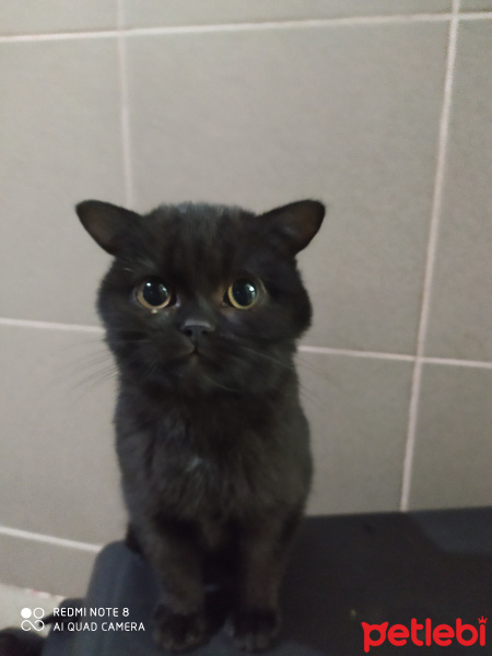 Bombay, Kedi  Çiko fotoğrafı