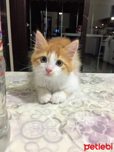 Tekir Kedi, Kedi  Tofiy fotoğrafı