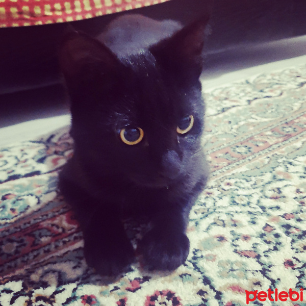 Bombay, Kedi  Sofie fotoğrafı