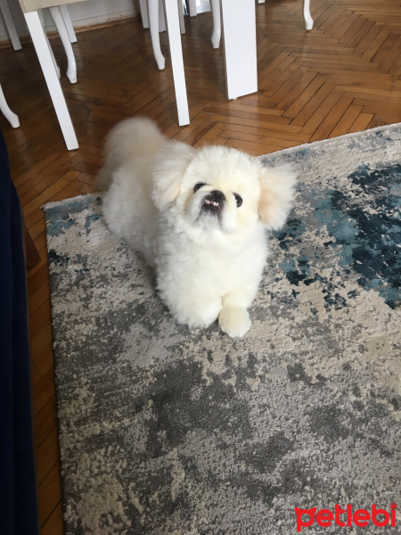 Pekingese, Köpek  Paşa fotoğrafı