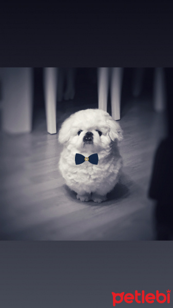 Pekingese, Köpek  Paşa fotoğrafı