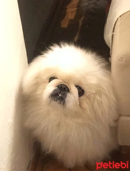 Pekingese, Köpek  Paşa fotoğrafı