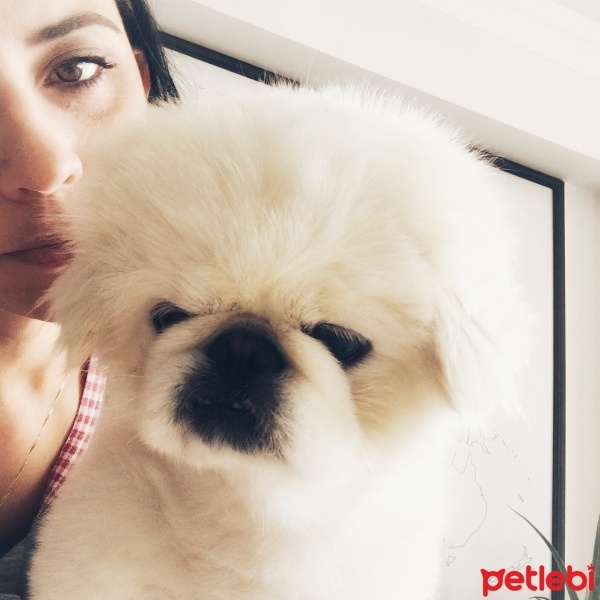 Pekingese, Köpek  Paşa fotoğrafı