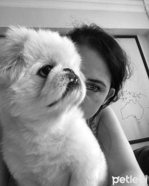 Pekingese, Köpek  Paşa fotoğrafı