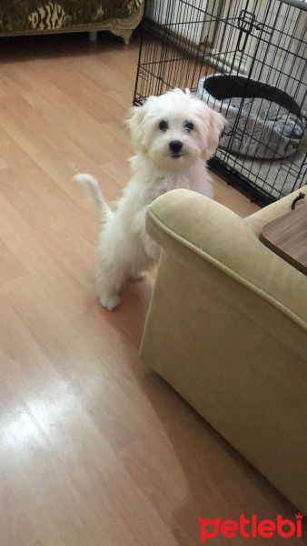 Maltese, Köpek  Çakıl fotoğrafı