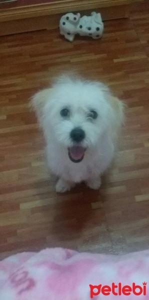 Maltese, Köpek  Bıdık fotoğrafı