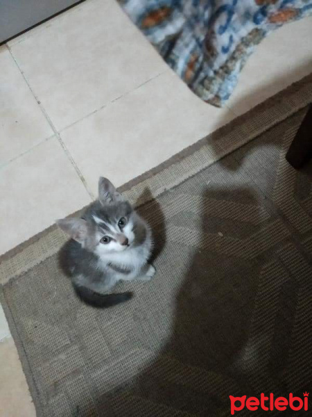 Tekir Kedi, Kedi  Leydy fotoğrafı