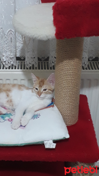 Sarman, Kedi  tarçın fotoğrafı