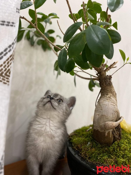British Shorthair, Kedi  GÜMÜŞ fotoğrafı