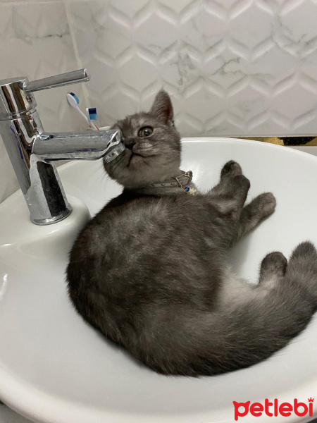 British Shorthair, Kedi  GÜMÜŞ fotoğrafı