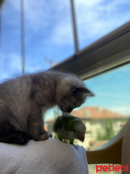 British Shorthair, Kedi  GÜMÜŞ fotoğrafı