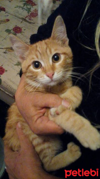 Sarman, Kedi  Linda fotoğrafı