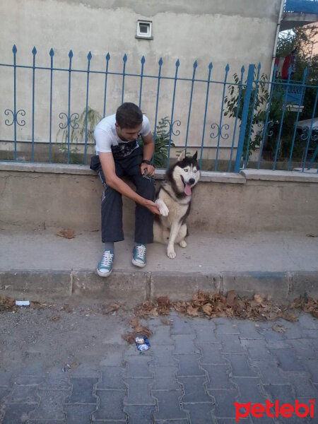 Sibirya Kurdu (Husky), Köpek  Maxsi fotoğrafı