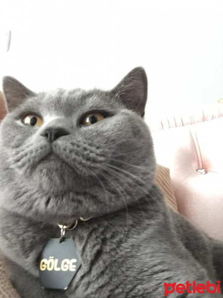 Scottish Fold, Kedi  Zeus fotoğrafı