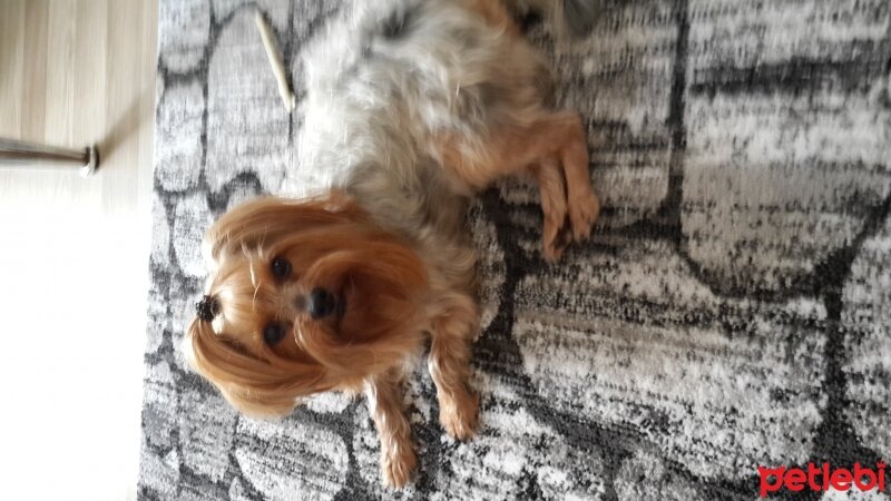 Yorkshire Terrier, Köpek  çakıl fotoğrafı